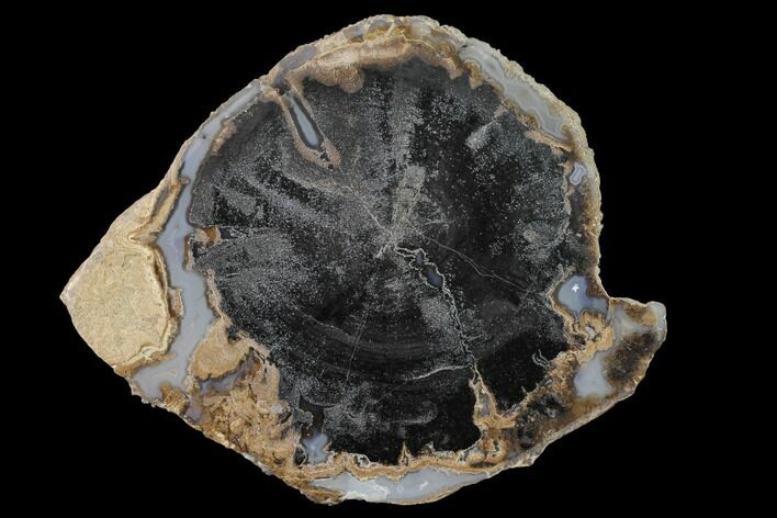 Petrified Wood (Schinoxylon) Slab - Blue Forest, Wyoming #141323